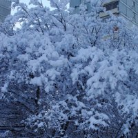 Деревья под снегом :: Татьяна 