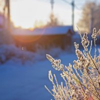 Зимнее утро :: Александра Основина