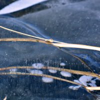 пузырьки замёрзли подо льдом. :: Наталья Бридигина
