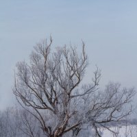Старое дерево :: Сергей Быстров