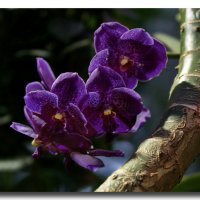 Орхидеи :: GaL-Lina .