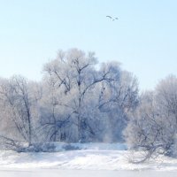Пейзаж с чайкой :: Андрей Снегерёв