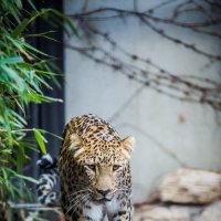 леопард :: Dennis Wiesner