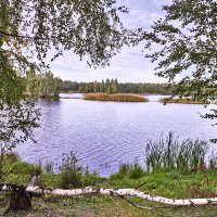 Лесное озеро. :: Юрий Дмитриенко