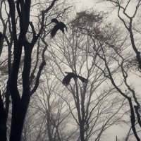 A couple of ravens :: Sofia Rakitskaia