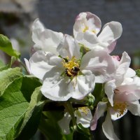 яблоневый цвет и пчелка :: Ольга Шерстобитова