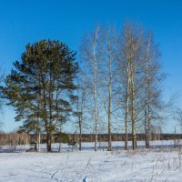 зимний пейзаж. :: Евгений Поляков