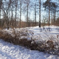 В зимнем парке. :: Юрий Шувалов