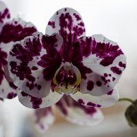 Орхидея доритинопсис Фея Тиухбао :: Ирина Приходько