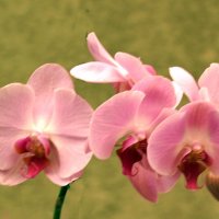Орхидеи :: Владимир Болдырев