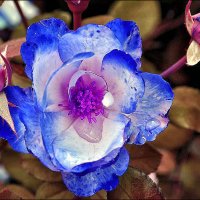 Голубая роза :: Владимир Бровко