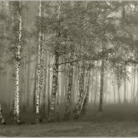 Заплутал туман в лесной сказке :: Olenka 