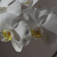Пять портретов одной орхидеи :: Наталия Григорьева