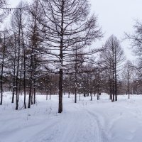 Зима в лесу. :: Владимир Сквирский