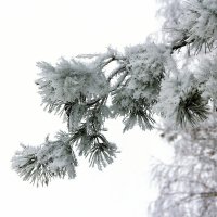 В снегу... :: Юрий Стародубцев