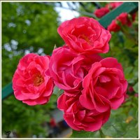 Розовые розы :: Надежда 
