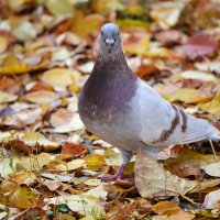Осенний голубь :: Анастасия Логунова