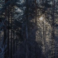 Луч солнца в зимнем лесу :: Андрей Баськов