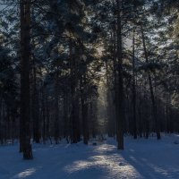 Солнце в лесу :: Андрей Баськов