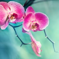 орхидея :: Лика Охрименко