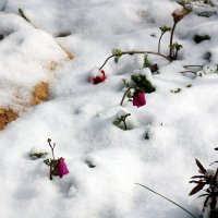 снег в Хосене :: vasya-starik Старик
