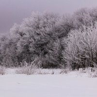 В памурный день.. :: Юрий Стародубцев