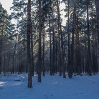 Сквозь лес :: Андрей Баськов