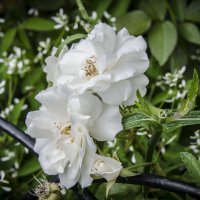 Белая роза :: Валерий Пегушев