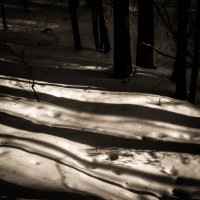 Зимний лес :: Liudmila Grinfeld 