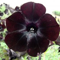 Petunia " Sweetunia Black Satin " :: laana laadas