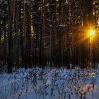 Вечер в лесу :: Sergey Kuznetcov