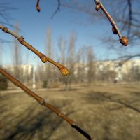 Весна в феврале... :: Сергей Петров