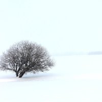Одинокое дерево :: Регина 