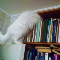 Ну должны же где-то здесь быть книги про кошек :: Владимир Ростовский 