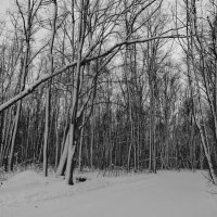 В зимнем лесу. :: Владимир Михеев
