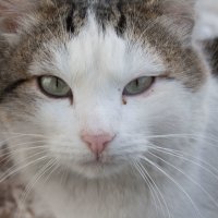 Портрет серьездного кота :: Игорь Ковалевский