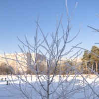 В инее :: Андрей Баськов