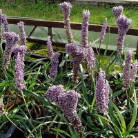 Liriope muscari / Лириопе мускари :: laana laadas