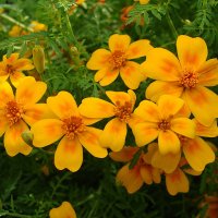 Tagetes tenuifolia / Бархатцы узколистные :: laana laadas