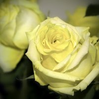 Лимонные розы... :: Ирина Виниченко