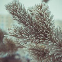Зима :: Юлия Артеменко