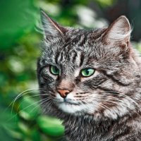 Портрет кота с зелеными глазами :: Татьяна Губина