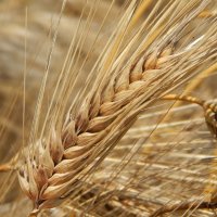 Пшеница :: Даша 