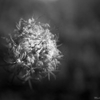 nature in black and white :: Misha McD