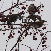 дрозд рябинник :: Илья 