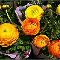 Лютики-цветочки... :: Валерия Комова