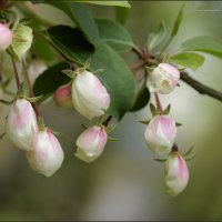 Первые :: Наталия Григорьева