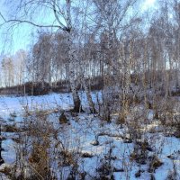 В февральском лесу :: galina tihonova