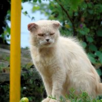 Гроза соседских котов :: Саша Тарасов