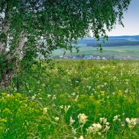 На лугу :: Любовь Потеряхина